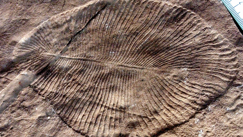 ¿Planta? ¿Hongo? ¿otra cosa completamente diferente? Esta nueva investigación sugiere que Dickinsonia (el fósil de la foto) fue un animal primitivo.
